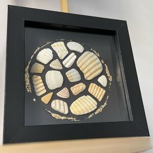 Framed Seashell Art Decor